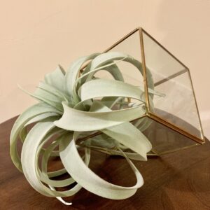 Square Terranium